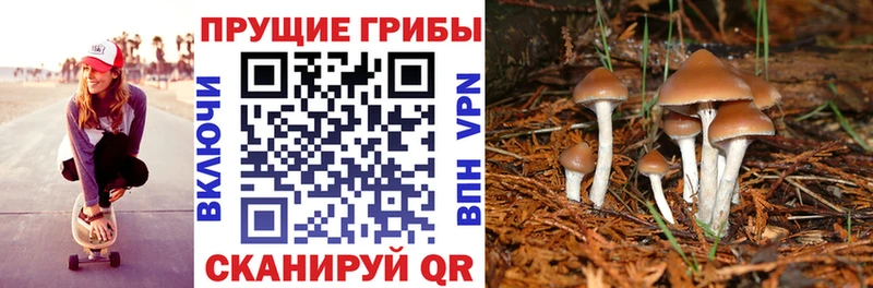 Псилоцибиновые грибы Magic Shrooms  Купить где  Высоковск 